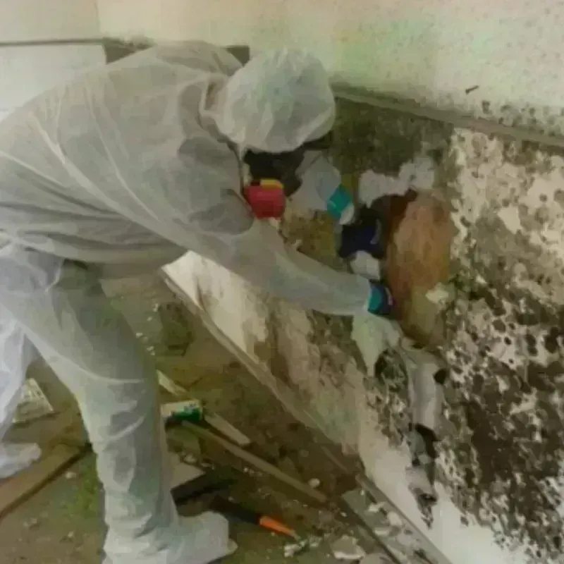 Mold Remediation and Removal in Kearny, AZ